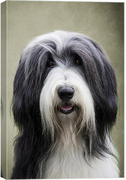 Bearded Collie Dog Canvas Print by Lynne Davies