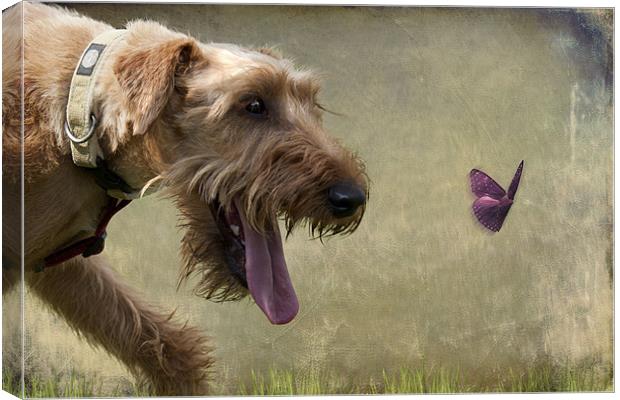 Irish Terrier Canvas Print by Lynne Davies