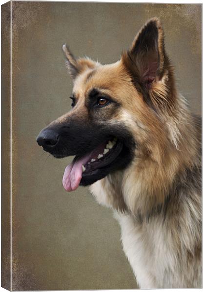German Shepherd Dog Canvas Print by Lynne Davies