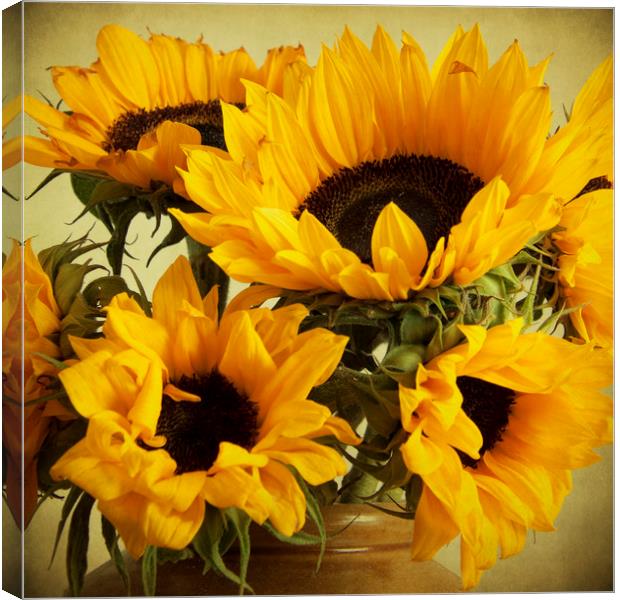 Vintage Sunflowers In A Jar Canvas Print by Lynne Davies