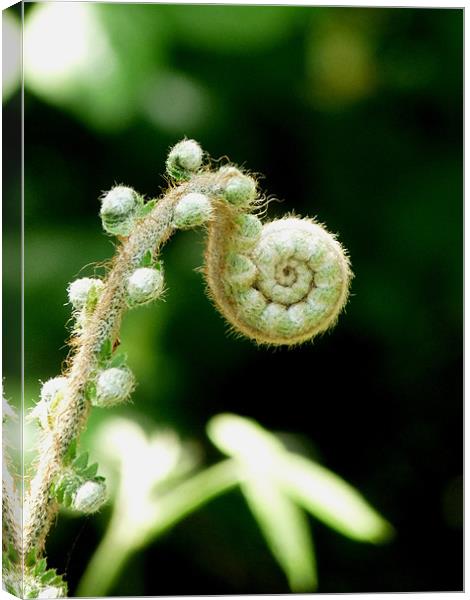 New Life Unfolding Canvas Print by susan potter