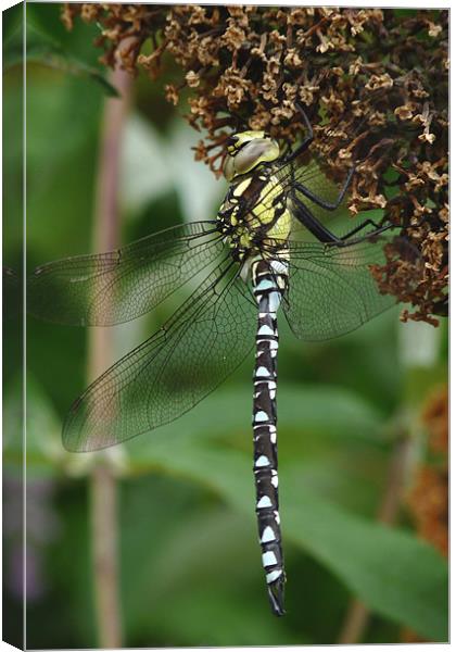 Just Hanging.... Canvas Print by susan potter