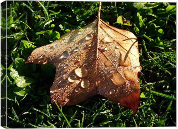 Autumn Dew Canvas Print by susan potter