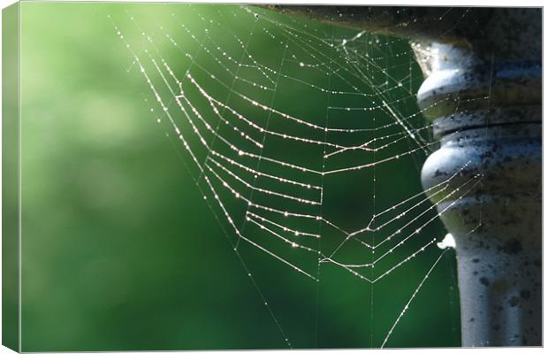 Misty spiders web Canvas Print by susan potter