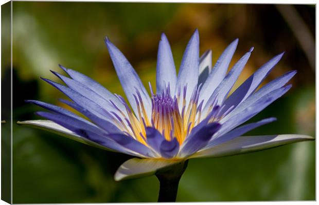 Blue Water Lily Canvas Print by Judy Andrews