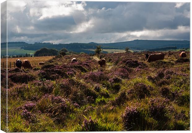 Moorland Heather Canvas Print by Judy Andrews