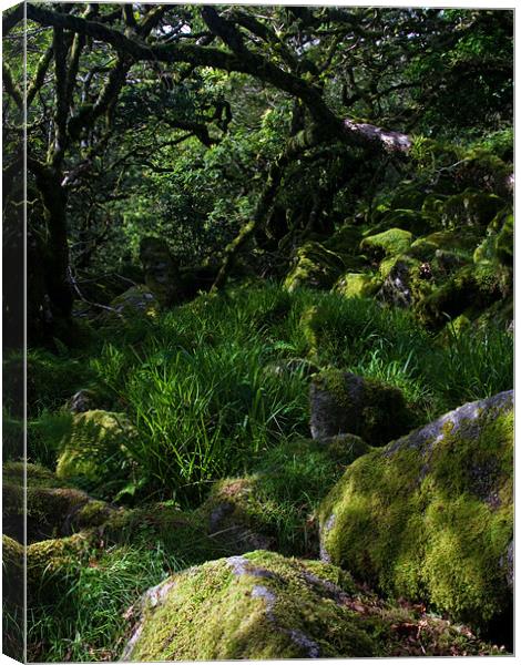 Mystical Woodland Canvas Print by Judy Andrews