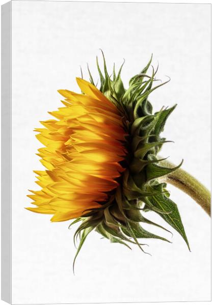 Sunflower Canvas Print by David Pringle