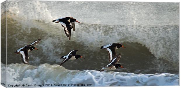 Oystercatchers in Flight Canvas Print by David Pringle