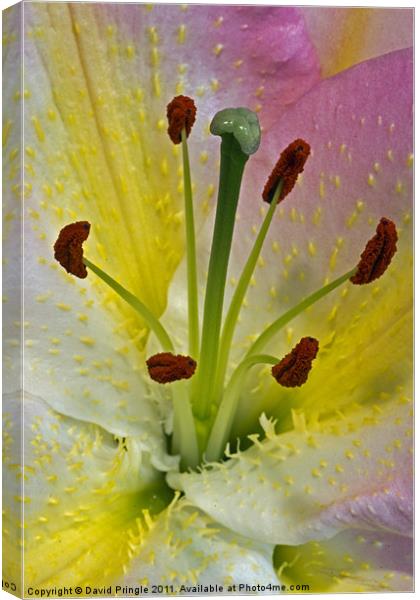 Lily Flower Canvas Print by David Pringle