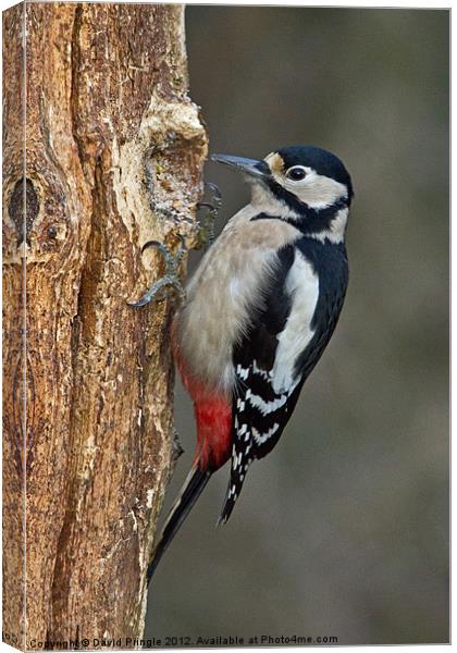Great Spotted Woodpecker Canvas Print by David Pringle