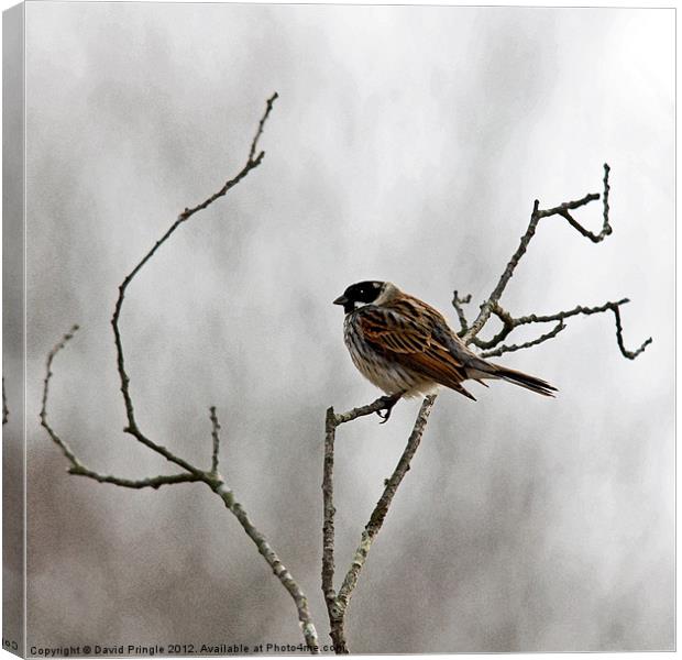 Reed Bunting Canvas Print by David Pringle