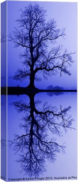 Tree Skeleton Reflection Canvas Print by David Pringle