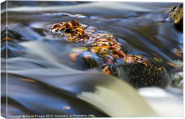 Autumn Leaves In Water Canvas Print by David Pringle