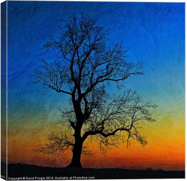 Tree Skeleton Canvas Print by David Pringle