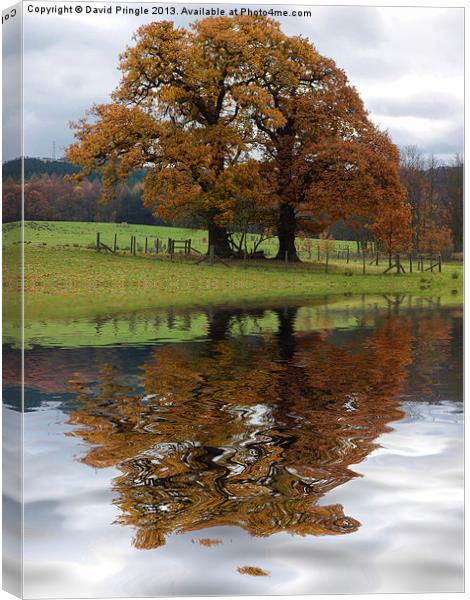 Autumn Tree Reflection Canvas Print by David Pringle