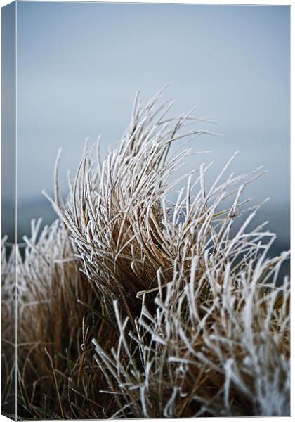 Frosted Grass Canvas Print by David Pringle