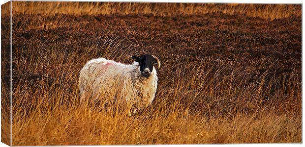 Sheep In Heather Canvas Print by David Pringle