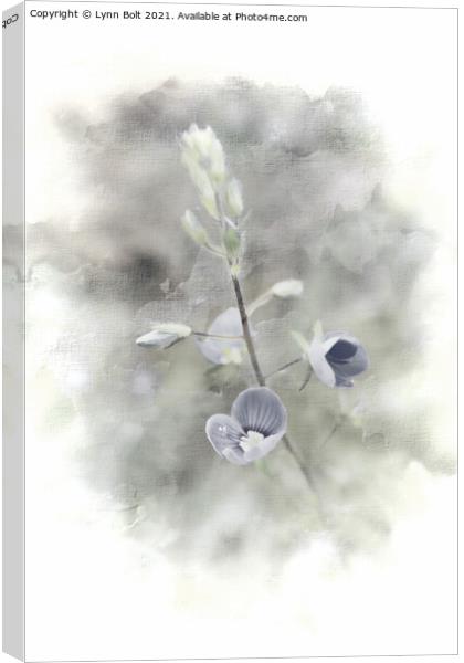 Blue Speedwell Canvas Print by Lynn Bolt