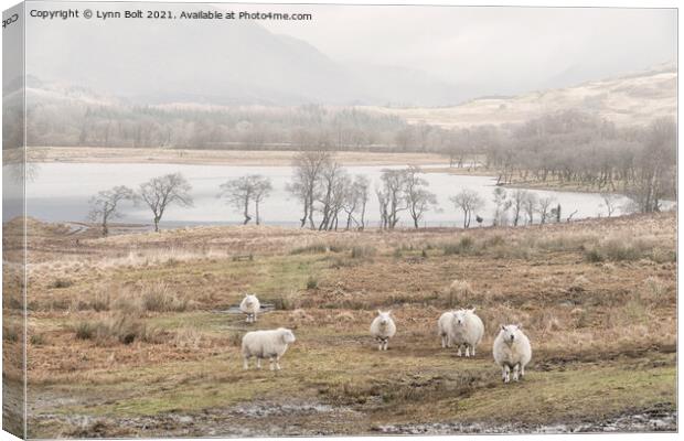 Sheep on the Banks of Loch Awe Scotland Canvas Print by Lynn Bolt
