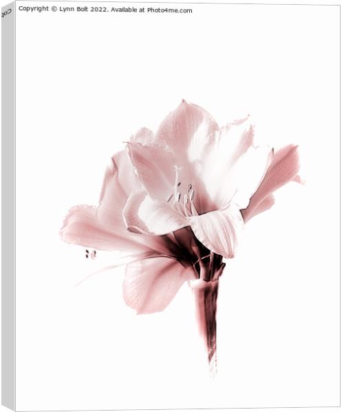 Amaryllis in Pink Tones Canvas Print by Lynn Bolt