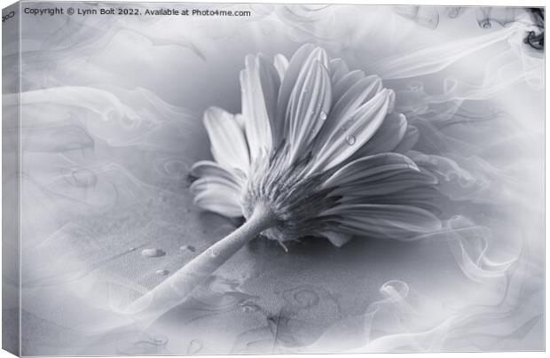 Gerbera in Black and White Canvas Print by Lynn Bolt