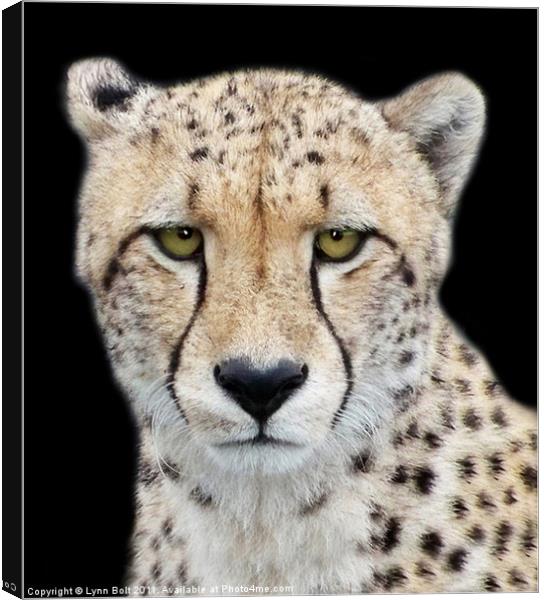 Cheetah Canvas Print by Lynn Bolt