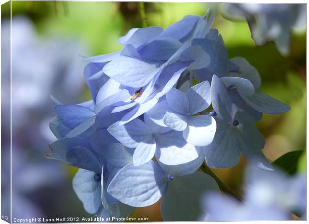 Pale Blue Hydrangea Canvas Print by Lynn Bolt