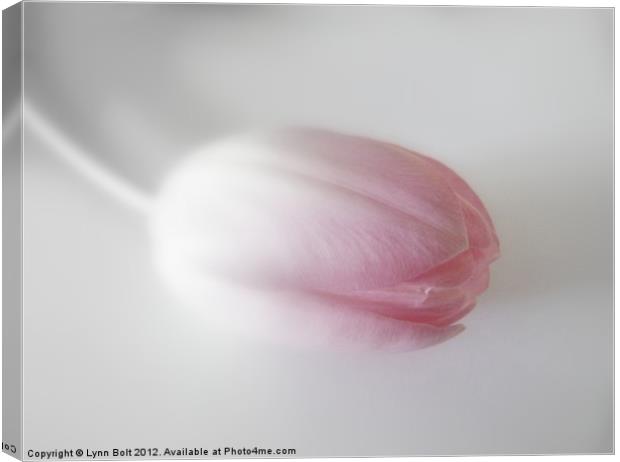 Tulip with a Soft Focus Canvas Print by Lynn Bolt