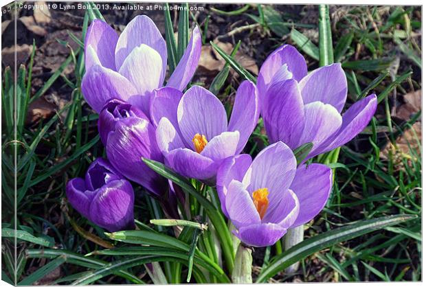 Crocus Canvas Print by Lynn Bolt