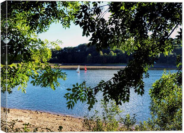 Through the Trees Canvas Print by Lynn Bolt