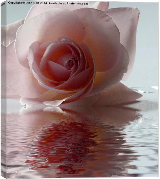 Pink Rose Reflected Canvas Print by Lynn Bolt