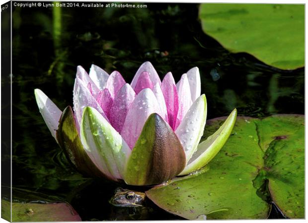 Frog and Water Lily Canvas Print by Lynn Bolt