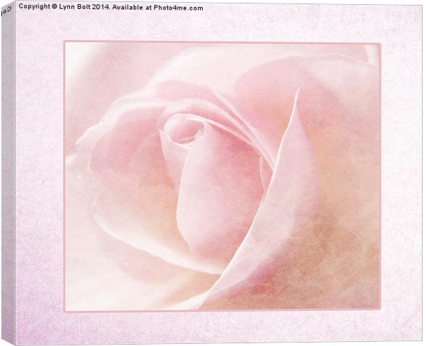 Baby Pink Rose Canvas Print by Lynn Bolt