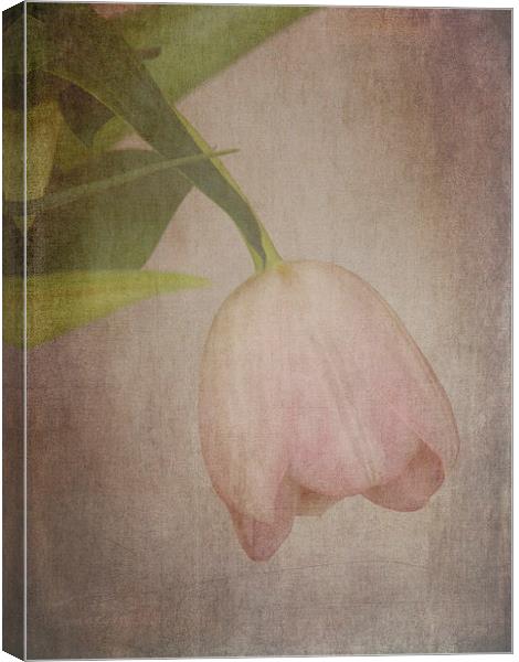 Vintage Tulip Canvas Print by Lynn Bolt