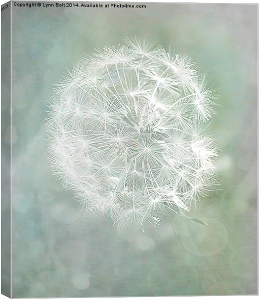 Seed Head Canvas Print by Lynn Bolt