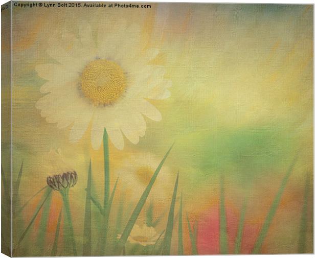  Spring Daisies Canvas Print by Lynn Bolt