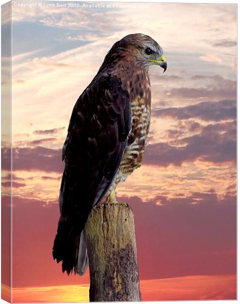 Peregrine Falcon  Canvas Print by Lynn Bolt