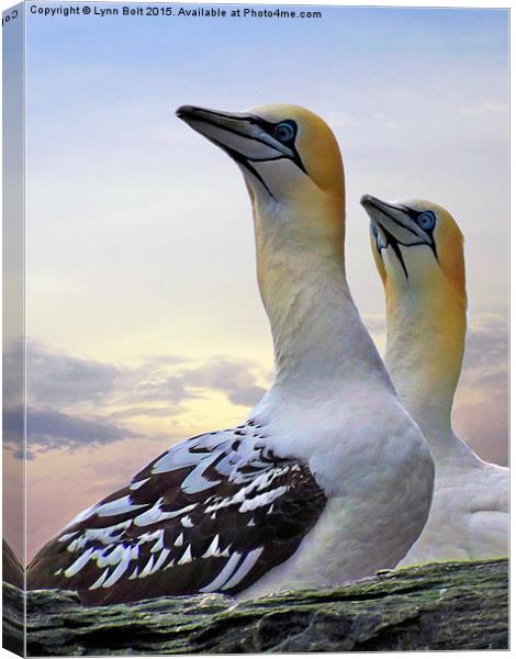  Two Gannets Canvas Print by Lynn Bolt