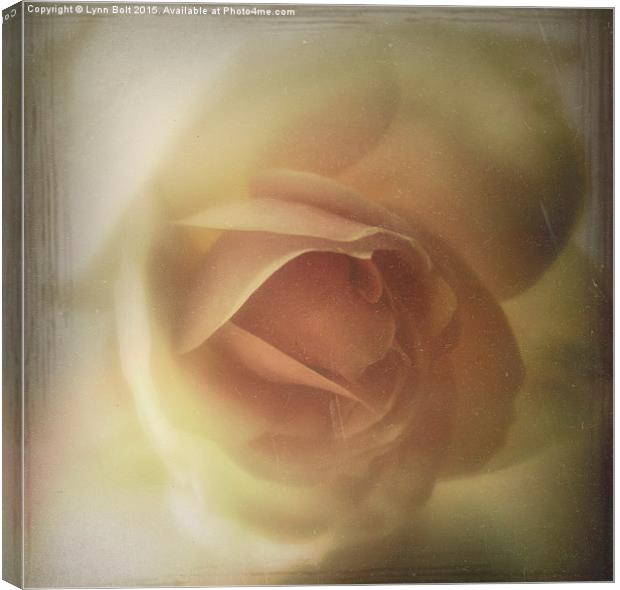  Soft and Peachy Canvas Print by Lynn Bolt