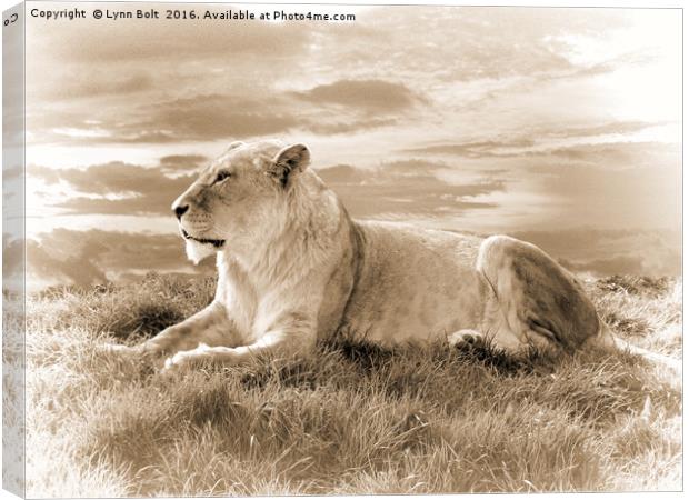 Young Male Lion in Sepia Canvas Print by Lynn Bolt