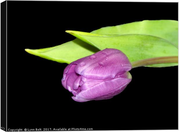 Purple Tulip Canvas Print by Lynn Bolt