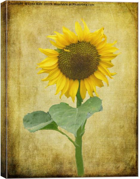 Sunflower Canvas Print by Lynn Bolt