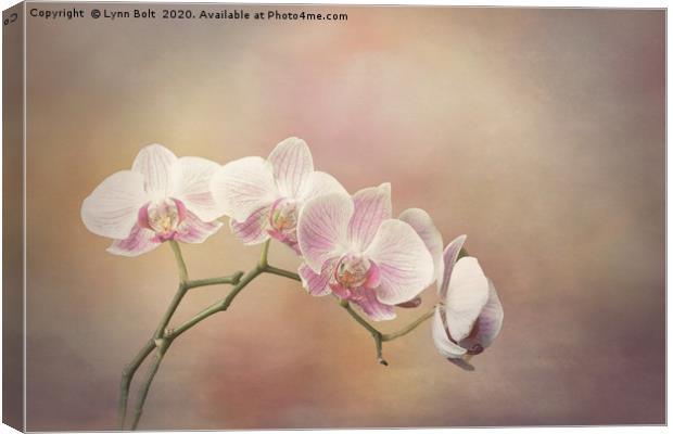 Orchid Spray  Canvas Print by Lynn Bolt