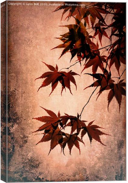 Acer Leaves Canvas Print by Lynn Bolt