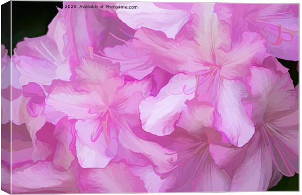 Acrylic Pink Rhododendrons Canvas Print by Lynn Bolt