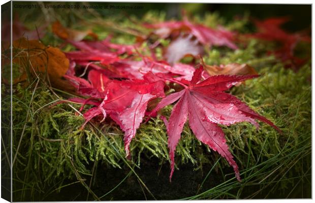 Autumn Leaves Canvas Print by Lynn Bolt