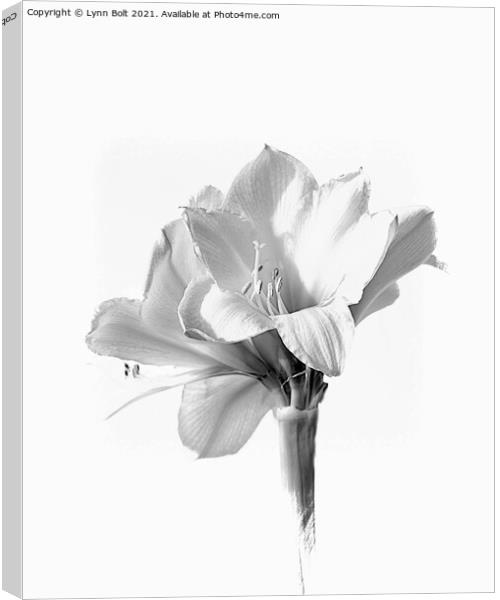Amaryllis in Black and White Canvas Print by Lynn Bolt