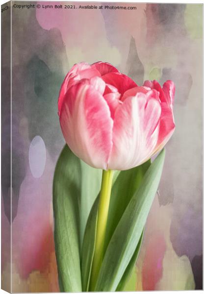 Pink Tulip Canvas Print by Lynn Bolt