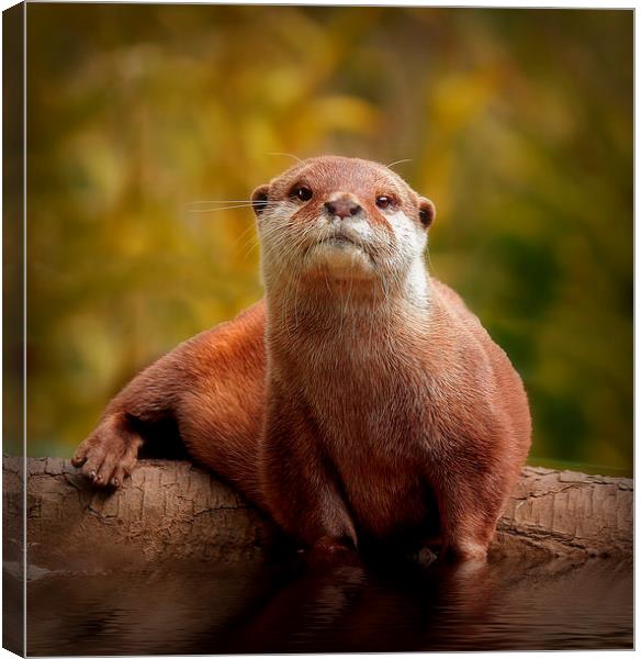 Asian Short toed Otter Canvas Print by Richie Fairlamb